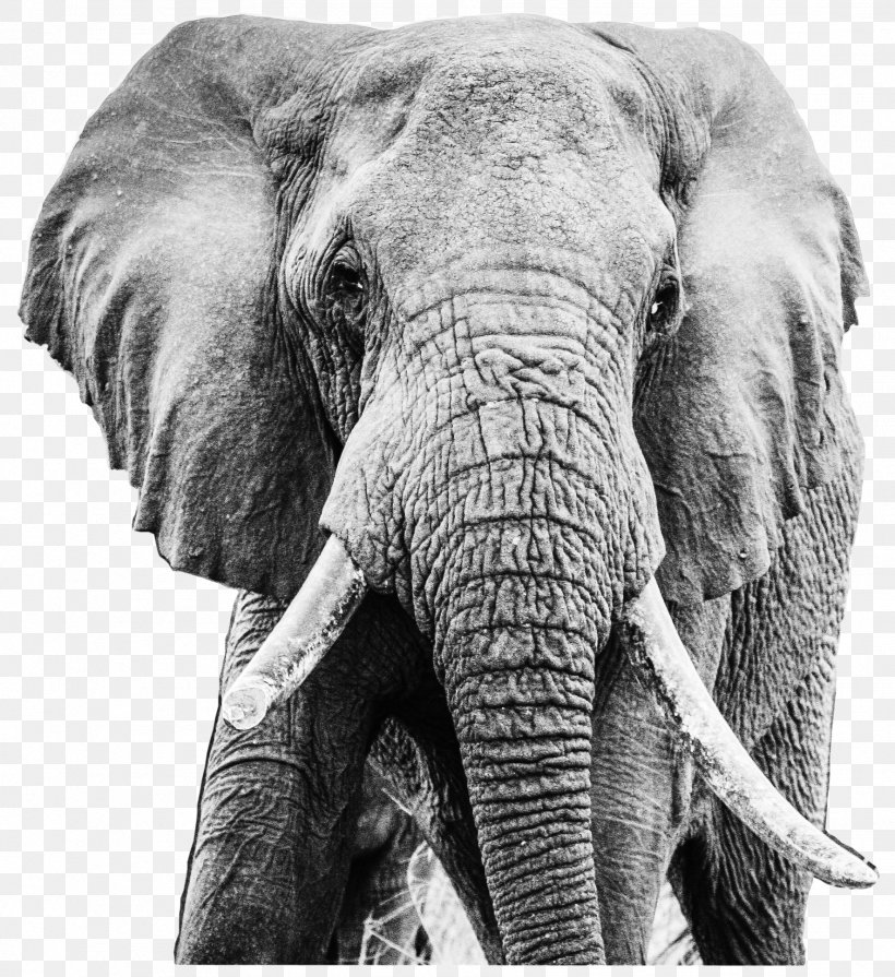 Indian Elephant African Elephant Tusk Tsavo, PNG, 1772x1936px, Indian Elephant, African Elephant, Animal, Askari, Black And White Download Free