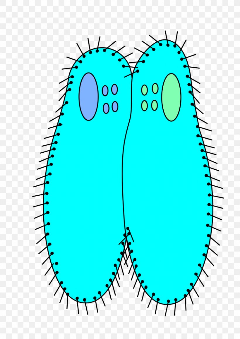 Paramecium Caudatum Paramecium Bursaria Bacterial Conjugation Paramecium Aurelia Protist, PNG, 848x1199px, Watercolor, Cartoon, Flower, Frame, Heart Download Free