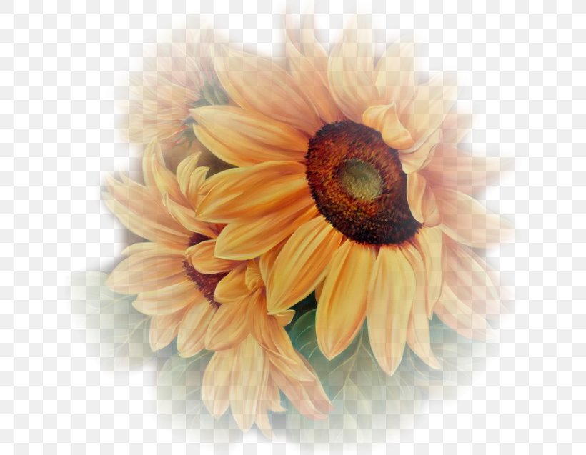 Centerblog Flower, PNG, 640x637px, Blog, Centerblog, Chrysanths, Close Up, Daisy Download Free