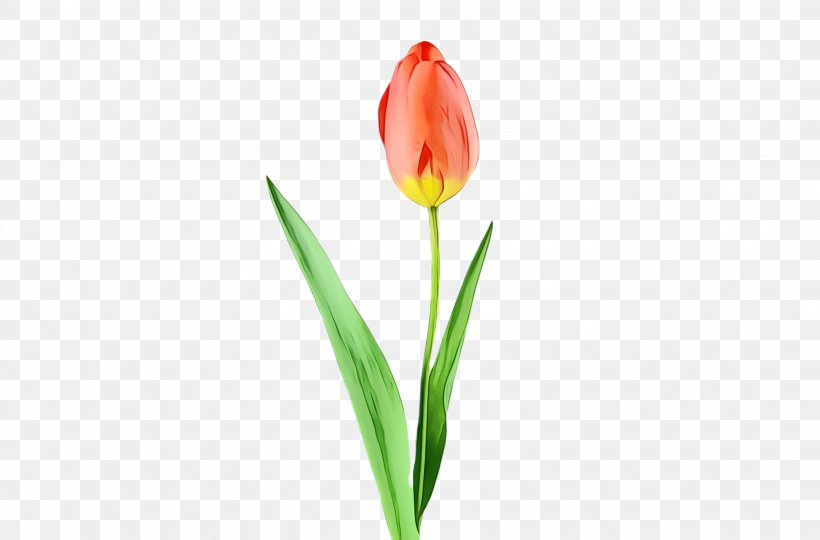 Lily Flower Cartoon, PNG, 2464x1624px, Tulip, Blossom, Bud, Cut Flowers ...