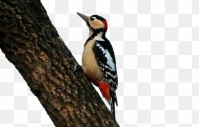Persimmon Tree Woodpecker - Woodpecker Bird Icon PNG