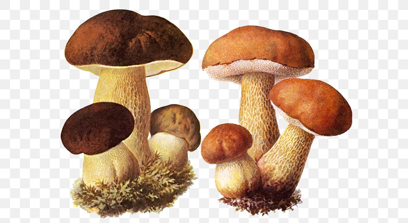 Boletus Edulis Fungus Aspen Mushroom Edible Mushroom, PNG, 600x450px, Boletus Edulis, Aspen Mushroom, Boletaceae, Bolete, Boletus Download Free