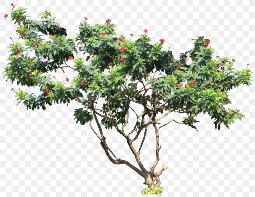 Jatropha Integerrima Tree Jatropha Curcas Plant Shrub, PNG, 966x749px, Jatropha Integerrima, Branch, Evergreen, Flower, Flowering Plant Download Free