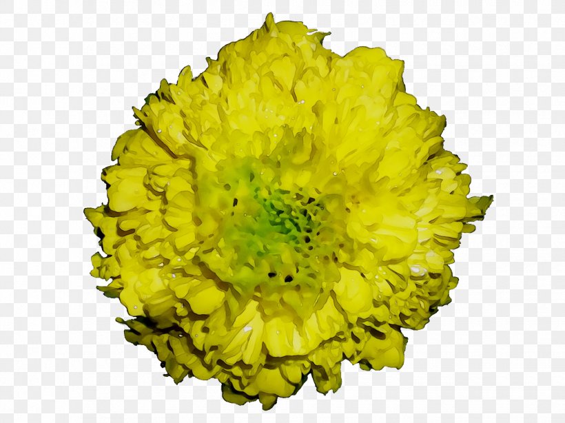 Mexican Marigold Chrysanthemum Flowering Plant Tagetes Filifolia, PNG, 1855x1391px, Mexican Marigold, Chrysanthemum, Chrysanths, Cut Flowers, English Marigold Download Free