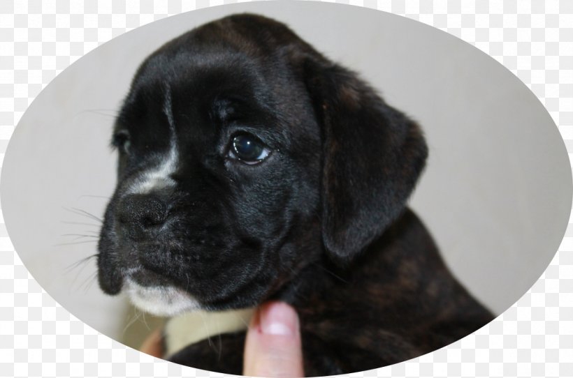 Puggle Labrador Retriever Cane Corso Puppy Dog Breed Png 1179x780px Puggle Amanita Boxer Breed Cane Corso