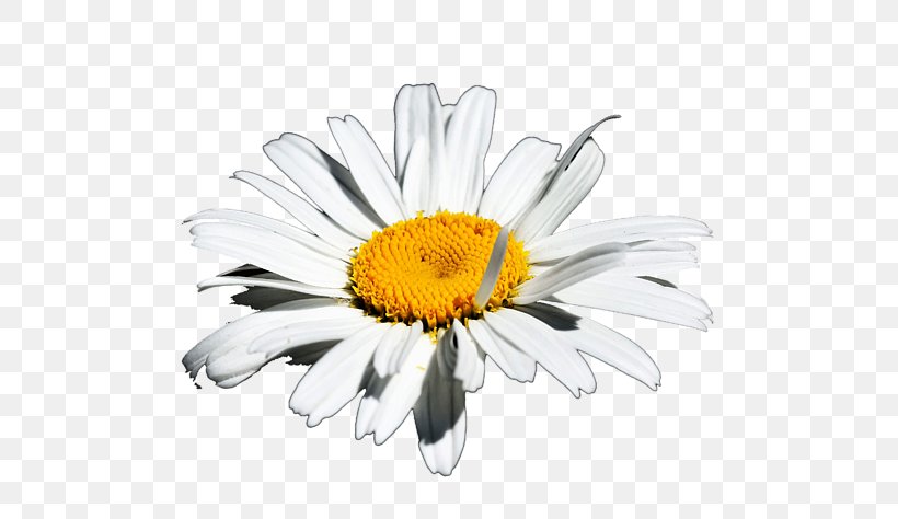 Common Daisy Oxeye Daisy Marguerite Daisy Chrysanthemum Transvaal Daisy, PNG, 600x474px, Common Daisy, Argyranthemum, Chamaemelum Nobile, Chamomiles, Chrysanthemum Download Free