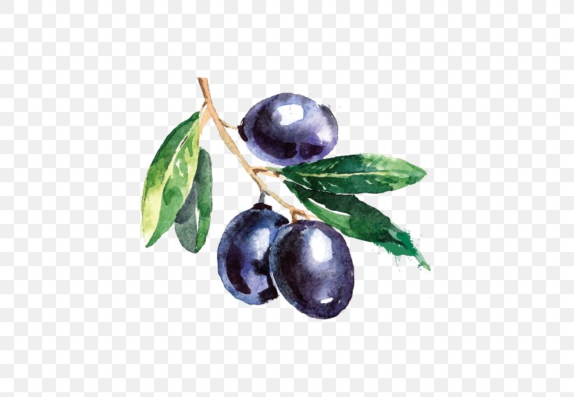 Olive Branch Watercolor Painting Drawing, PNG, 567x567px, Olive, Berry, Bilberry, Blueberry, Damson Download Free