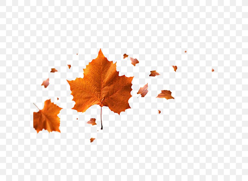 Scenes Of Fallen Leaves, PNG, 600x600px, Leaf, Deciduous, Flowering Plant, Literature, Maple Leaf Download Free