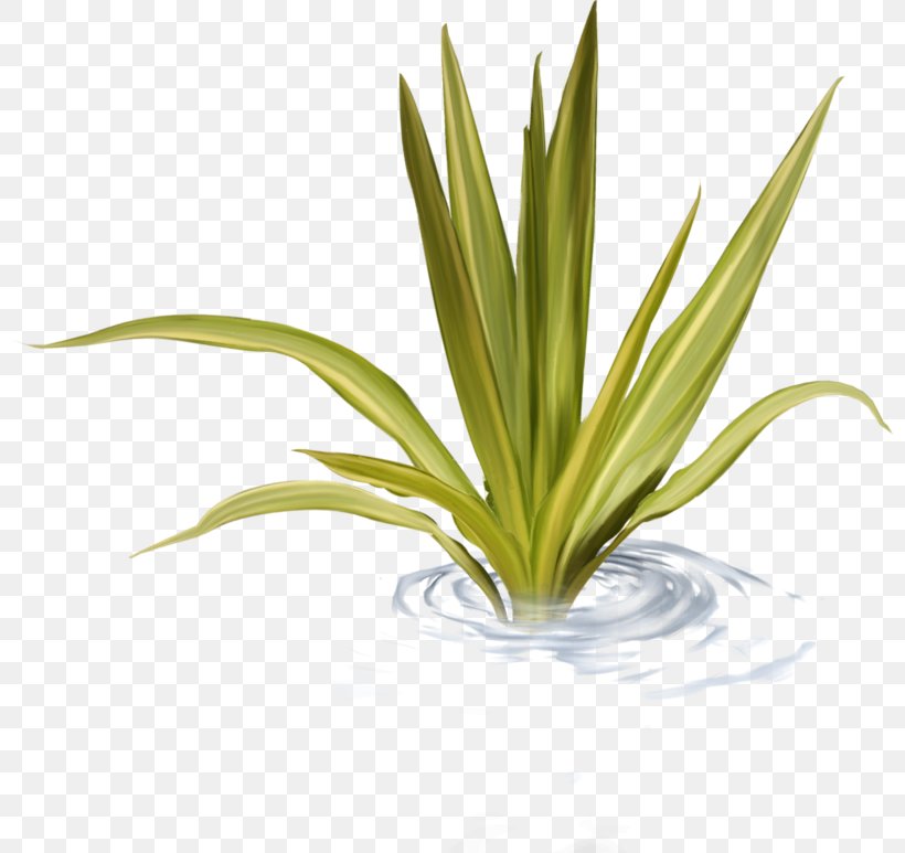 Water Grass, PNG, 800x773px, Creativity, Flower, Flowerpot, Graphic Designer, Grass Download Free