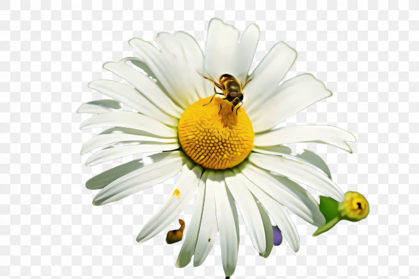 Daisy, PNG, 2448x1632px, Oxeye Daisy, Bee, Camomile, Chamomile, Daisy Download Free