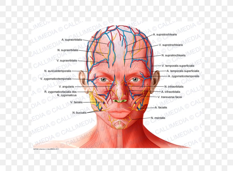 Forehead Anatomy Supratrochlear Artery Supraorbital Artery Physiology, PNG, 600x600px, Watercolor, Cartoon, Flower, Frame, Heart Download Free