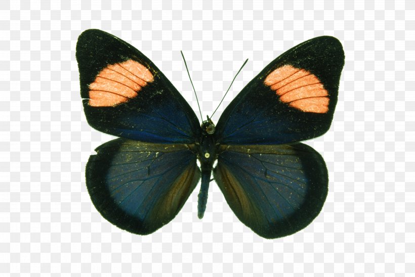 Gossamer-winged Butterflies Butterfly Pieridae Brush-footed Butterflies Moth, PNG, 3872x2592px, Gossamerwinged Butterflies, Arthropod, Brush Footed Butterfly, Brushfooted Butterflies, Butterfly Download Free