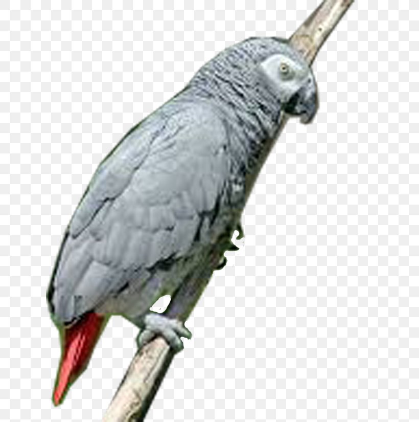Greater Vasa Parrot Bird Grey Parrot, PNG, 683x825px, Parrot, African Grey, Animal, Beak, Bird Download Free
