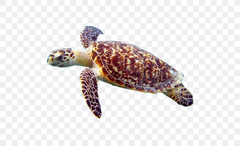 Loggerhead Sea Turtle Cheloniidae Hawksbill Sea Turtle Box Turtles, PNG, 500x500px, Loggerhead Sea Turtle, Box Turtle, Box Turtles, Cheloniidae, Emydidae Download Free
