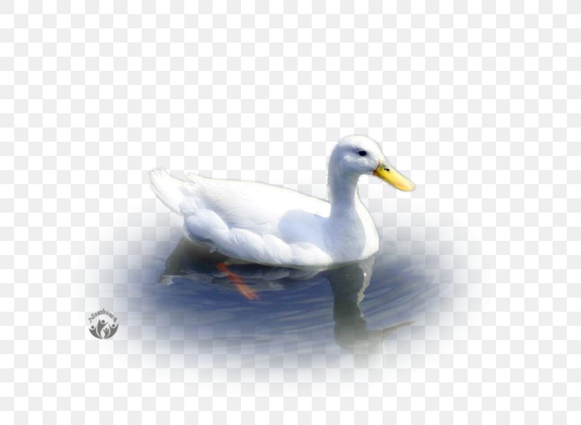 Mallard Goose Duck American Pekin Water, PNG, 800x600px, Mallard, American Pekin, Beak, Bird, Duck Download Free