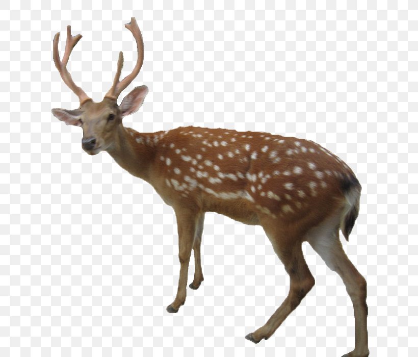 Reindeer Red Deer White-tailed Deer Elk, PNG, 700x700px, Reindeer, Antler, Christmas, Deer, Elk Download Free