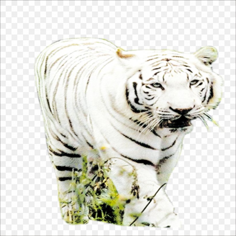 Tiger Big Cat Wildlife Terrestrial Animal, PNG, 1773x1773px, Tiger, Animal, Big Cat, Big Cats, Carnivoran Download Free