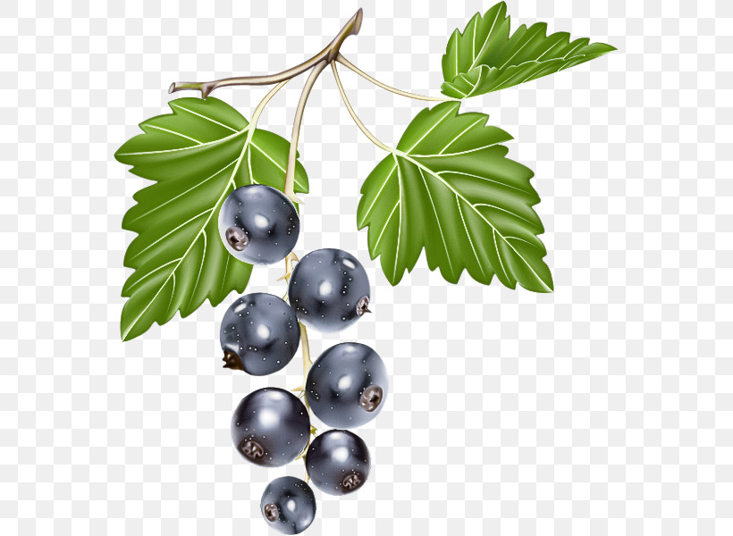 Berry Plant Leaf Fruit Currant, PNG, 565x600px, Berry, Bilberry, Branch, Currant, Food Download Free