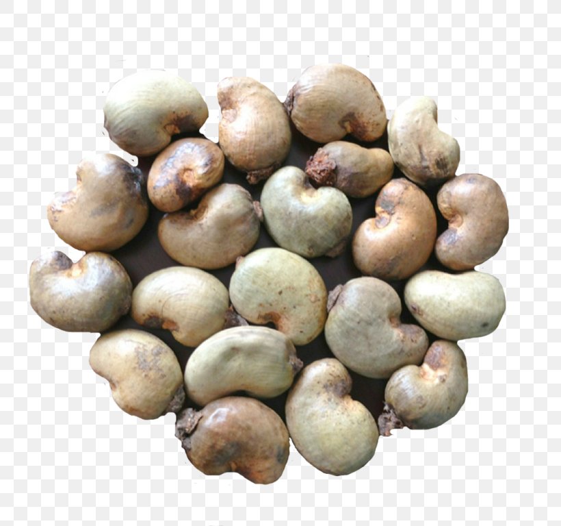 Cashew Tree Nut Allergy Seed Raw Foodism, PNG, 768x768px, Cashew, Anacardium, Commodity, Cooking, Export Download Free