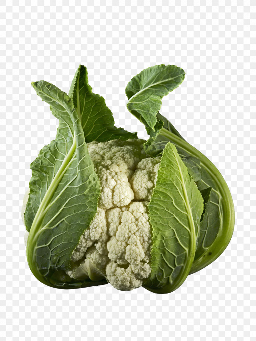 Cauliflower, PNG, 1200x1599px, Cauliflower, Biology, Broccoli, Collard, Herbal Medicine Download Free