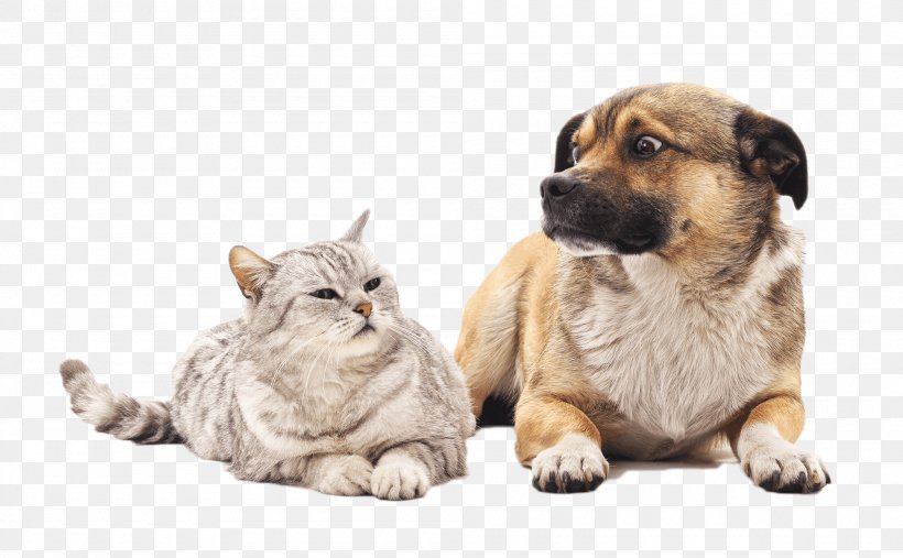Dog And Cat, PNG, 2000x1238px, Whiskers, Breed, Cat, Companion Dog, Dog Download Free