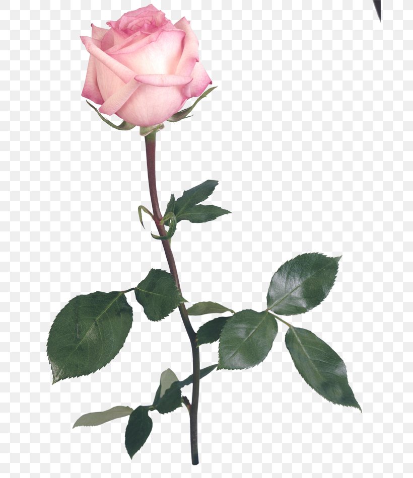 Garden Roses Clip Art, PNG, 692x950px, Garden Roses, Art, Branch, Bud, Cut Flowers Download Free