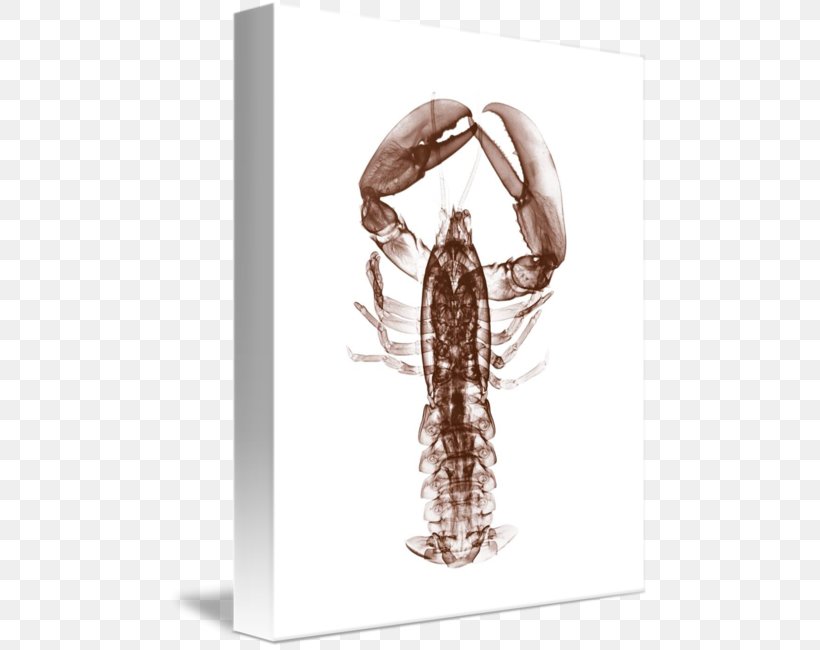 Insect Lobster Decapoda Gallery Wrap, PNG, 480x650px, Insect, Art, Arthropod, Canvas, Decapoda Download Free
