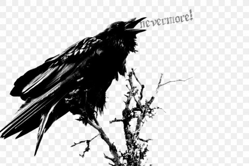 The Raven Edgar Allan Poe: Once Upon A Midnight Clip Art, PNG, 1280x857px, Raven, American Crow, Beak, Bird, Black And White Download Free