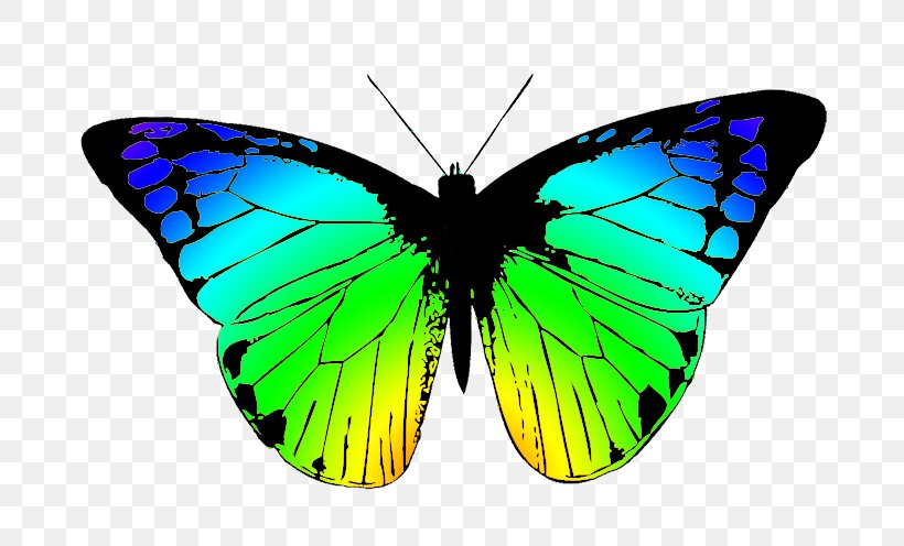Butterfly Free Content Download Clip Art, PNG, 709x496px, Butterfly, Arthropod, Brush Footed Butterfly, Computer, Copyright Download Free