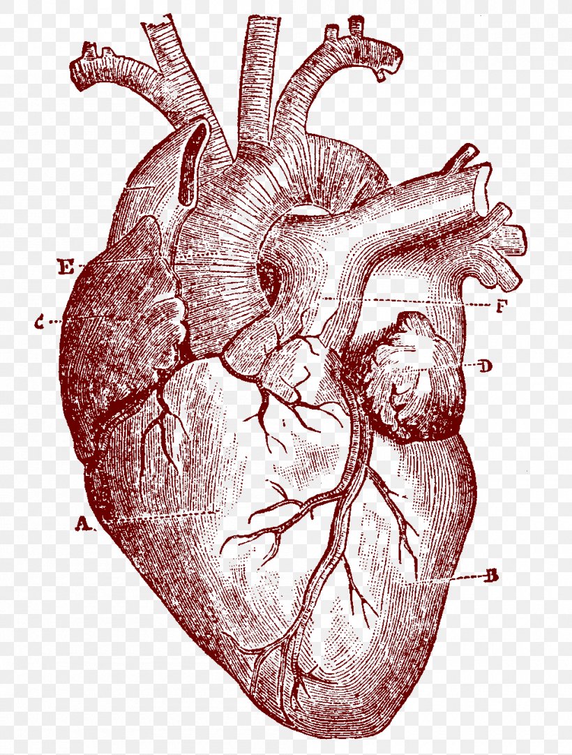 Heart Human Anatomy Human Body Clip Art, PNG, 1000x1320px, Watercolor, Cartoon, Flower, Frame, Heart Download Free