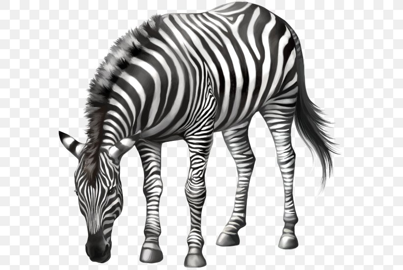 Horse Zebra Stock Photography, PNG, 600x550px, Horse, Black And White, Horse Like Mammal, Mammal, Mane Download Free
