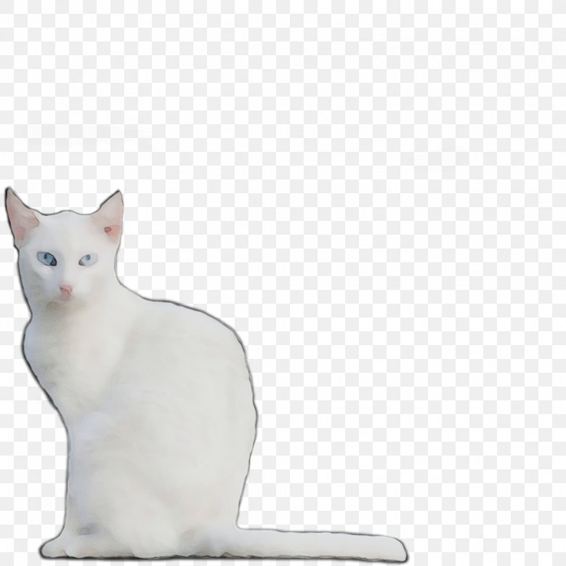 Japanese Bobtail Turkish Van Whiskers Khao Manee Domestic Short-haired Cat, PNG, 1016x1016px, Japanese Bobtail, American Bobtail, American Wirehair, Asian, Burmilla Download Free