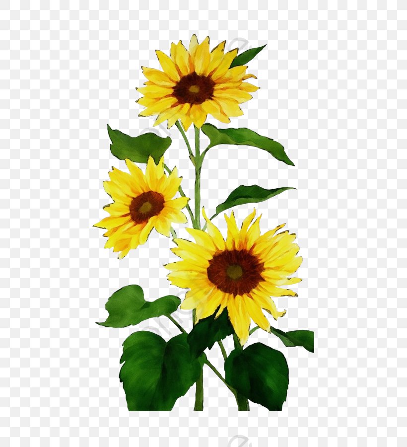 Sunflower, PNG, 447x900px, Watercolor, Daisy Family, Flower, Flowering Plant, Paint Download Free