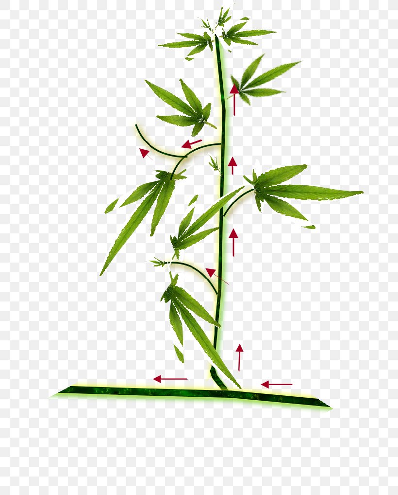Cannabis Cultivation Hemp Haze Seedling, PNG, 686x1018px, Cannabis, Branch, Cannabis Cultivation, Drawing, Flora Download Free