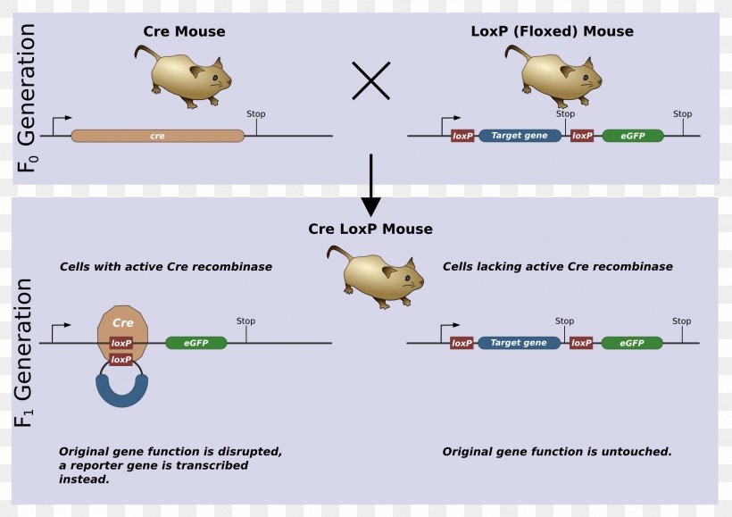 Cre-Lox Recombination Cre Recombinase Gene Knockout Genetic Recombination, PNG, 1754x1240px, Crelox Recombination, Area, Chromosomal Inversion, Cre Recombinase, Diagram Download Free