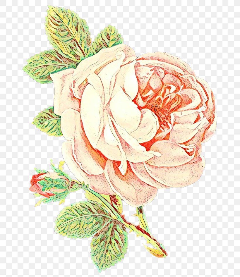 Garden Roses, PNG, 700x947px, Cartoon, Cut Flowers, Flower, Garden Roses, Pink Download Free
