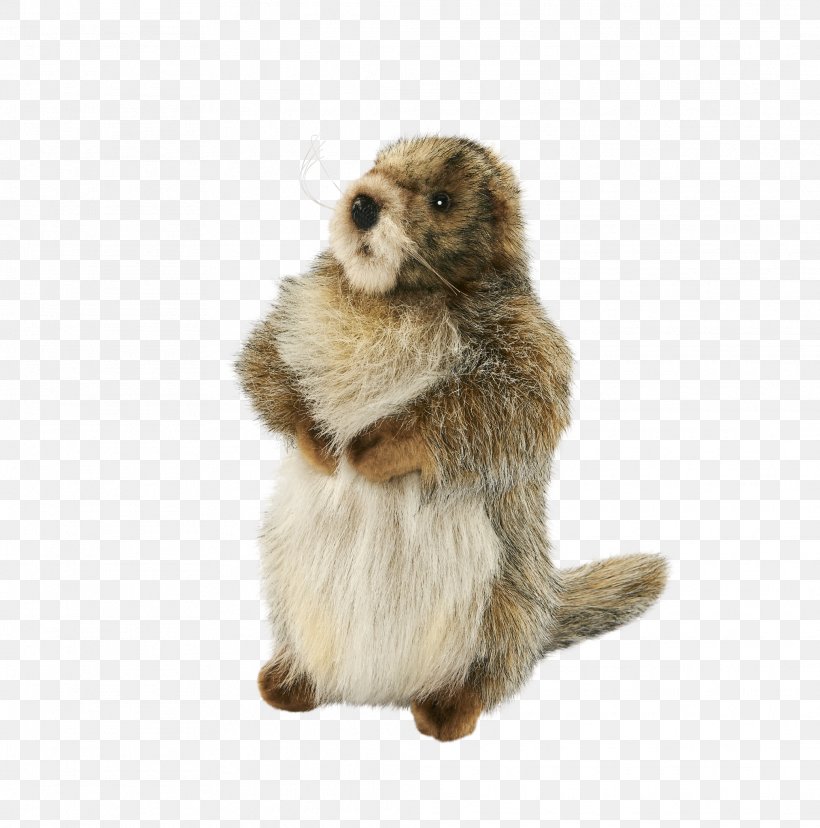 Marmot Prairie Dog Beaver Fur, PNG, 2026x2048px, Marmot, Beaver, Fur, Mammal, Prairie Download Free