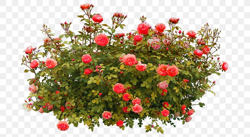Shrub Rose Clip Art, PNG, 700x450px, Shrub, Annual Plant, Bush, Floral Design, Floribunda Download Free