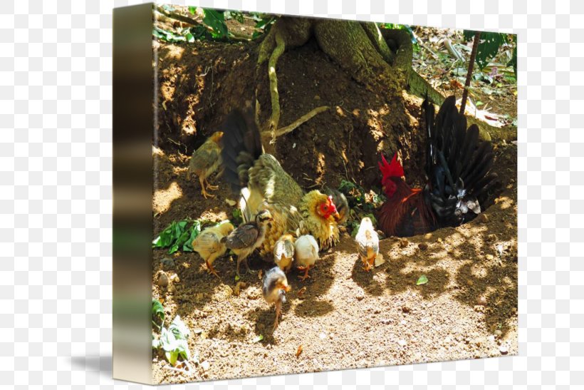 Chicken Tree, PNG, 650x547px, Chicken, Plant, Tree Download Free