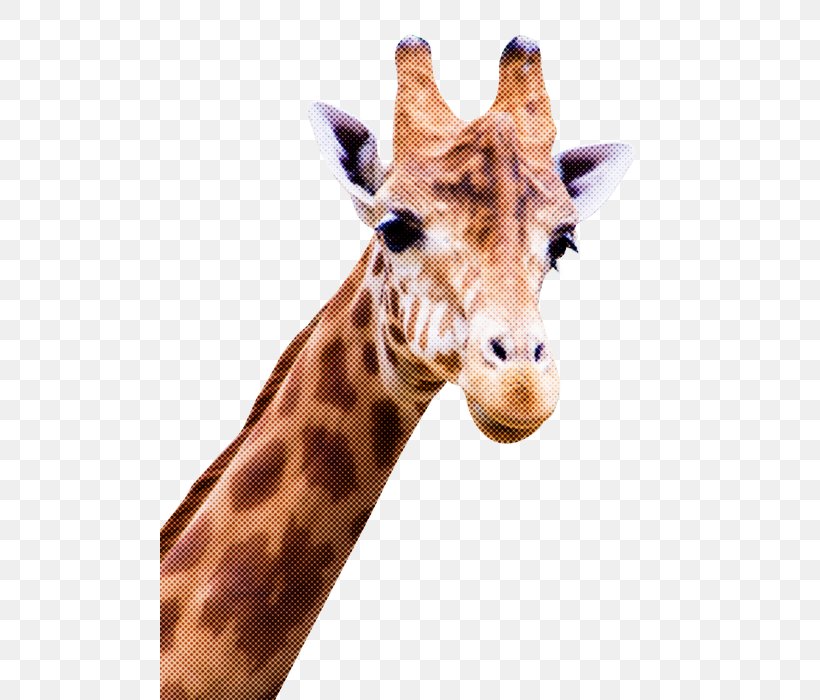 Giraffe Giraffidae Terrestrial Animal Head Wildlife, PNG, 500x700px, Giraffe, Animal Figure, Fawn, Giraffidae, Head Download Free
