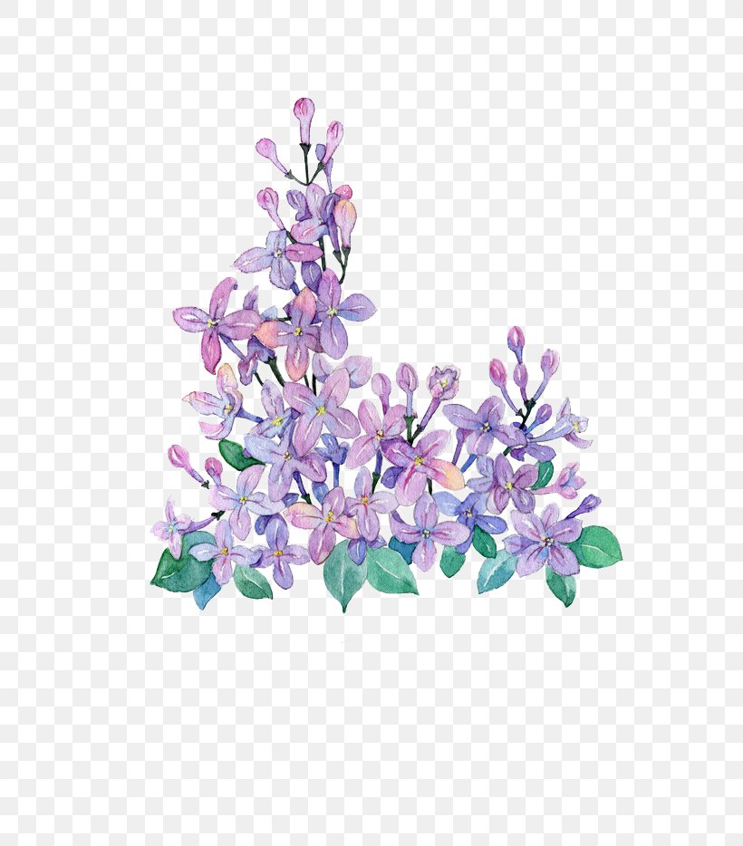 Lilac Violet, PNG, 658x934px, Lilac, Blossom, Blue, Branch, Color Download Free