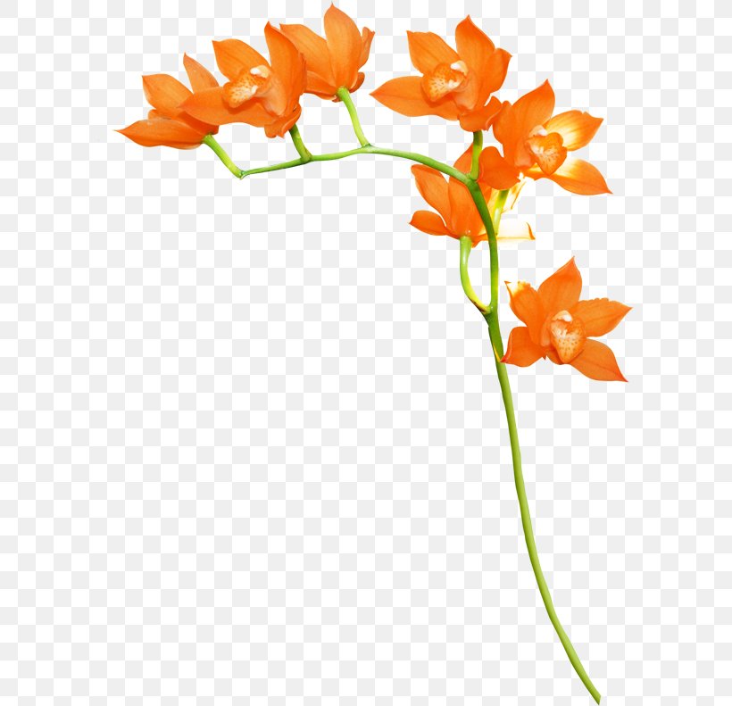 Orange Floral Design Flower Clip Art, PNG, 600x791px, Orange, Blog, Color, Cut Flowers, Drawing Download Free