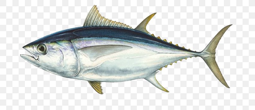 Bigeye Tuna Southern Bluefin Tuna Pacific Bluefin Tuna Albacore ...