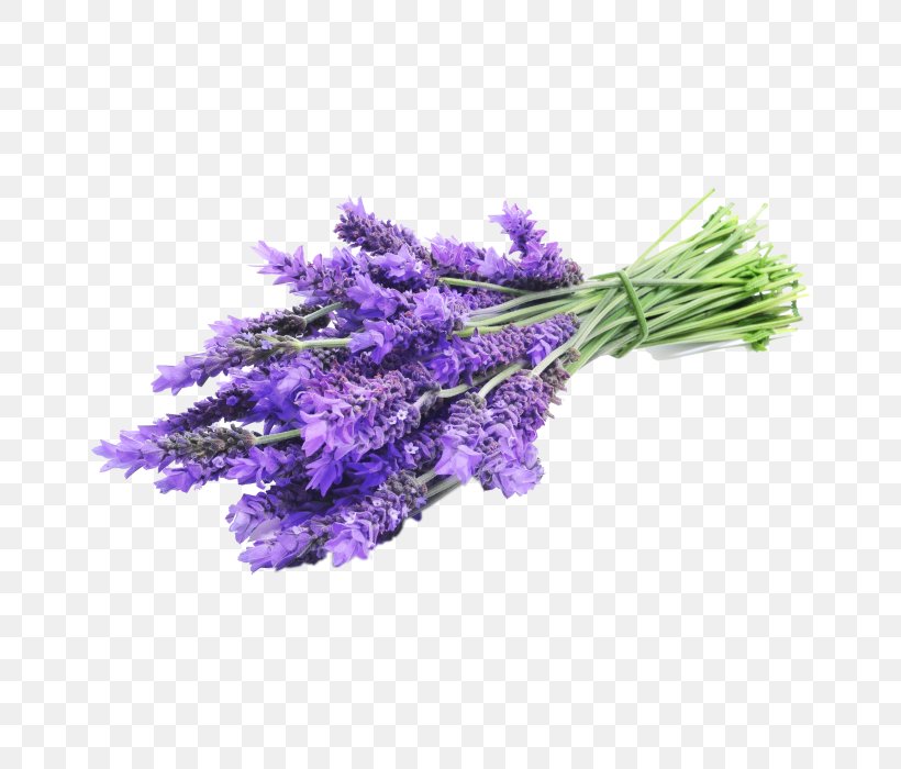 English Lavender Lavender Oil Essential Oil Flower, PNG, 700x700px, English Lavender, Aromatherapy, Clary, Copaiba, Cut Flowers Download Free