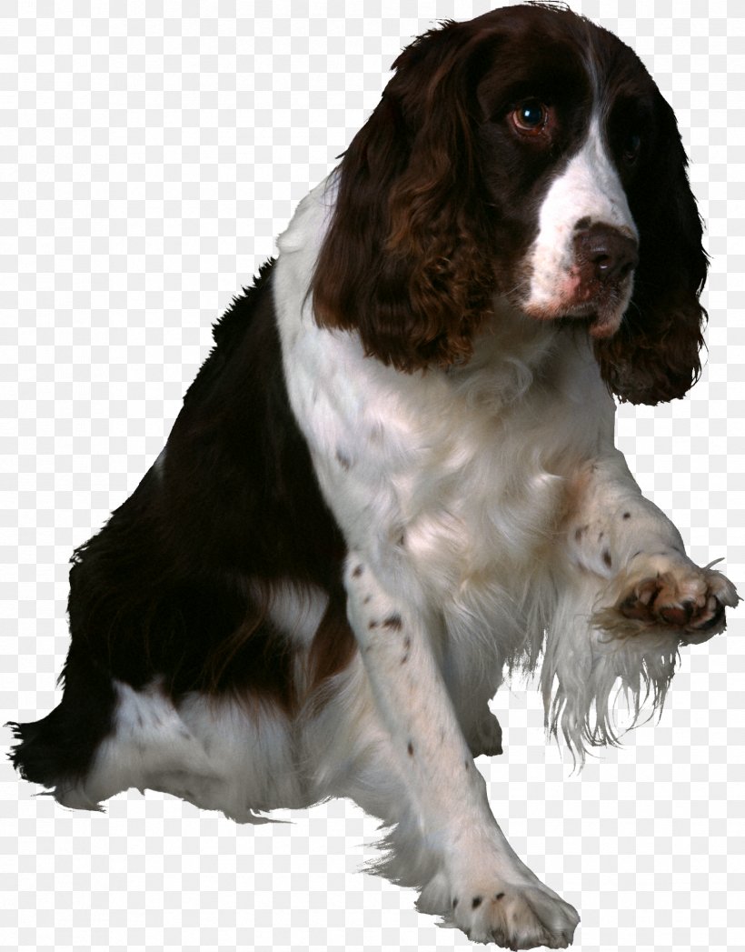 English Springer Spaniel Welsh Springer Spaniel Drentse Patrijshond Field Spaniel, PNG, 1683x2149px, English Springer Spaniel, Animal, Carnivoran, Companion Dog, Dog Download Free