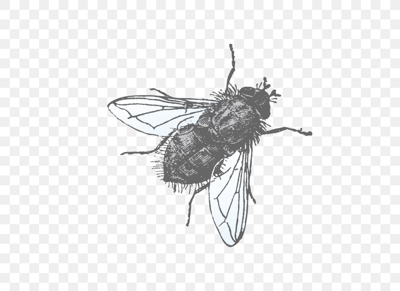 Euclidean Vector Muscidae Illustration, PNG, 596x597px, Muscidae, Arthropod, Bee, Black And White, Coreldraw Download Free