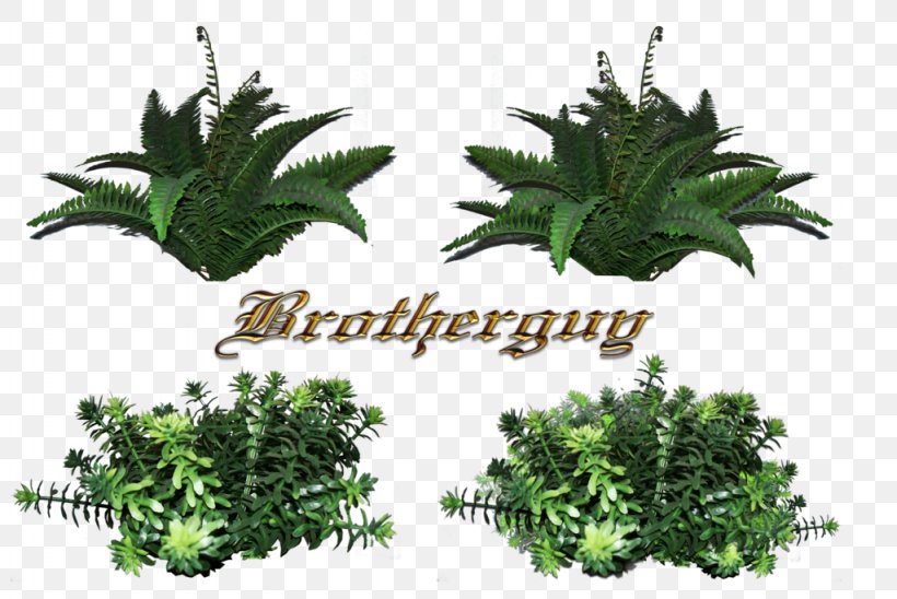 Leaf Equisetum Fern Evergreen Vascular Plant, PNG, 1024x685px, Leaf, Aquarium Decor, Equisetum, Evergreen, Fern Download Free