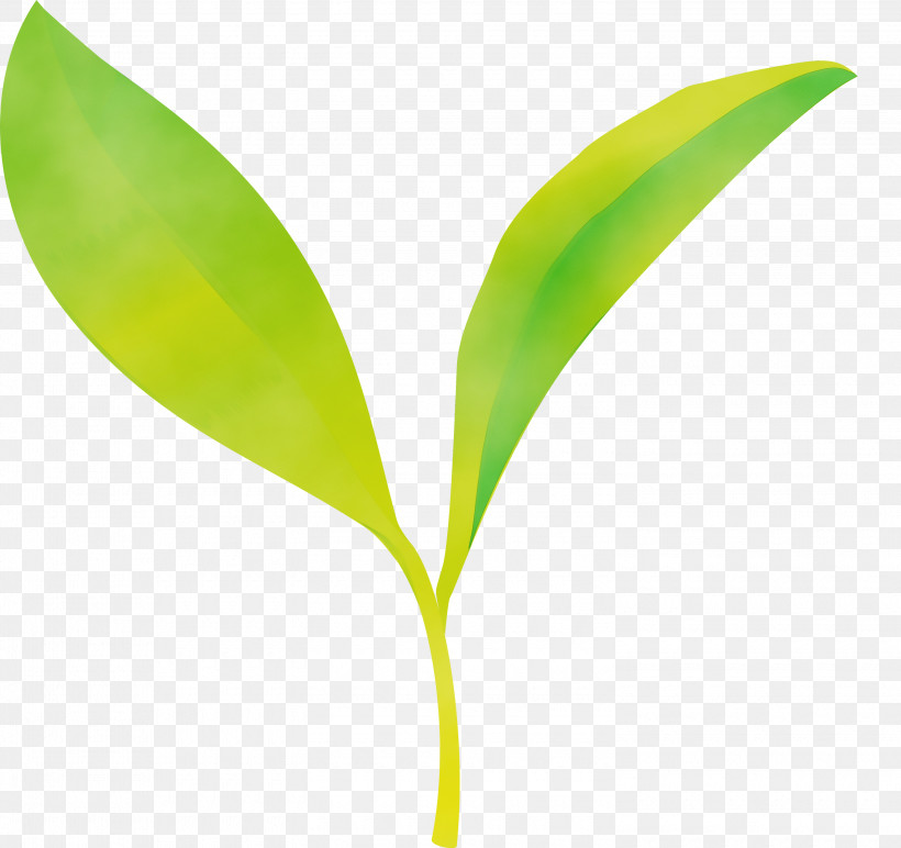 Leaf Flower Plant Lily Of The Valley Plant Stem, PNG, 3000x2825px, Tea Leaves, Flower, Leaf, Lily Of The Valley, Paint Download Free