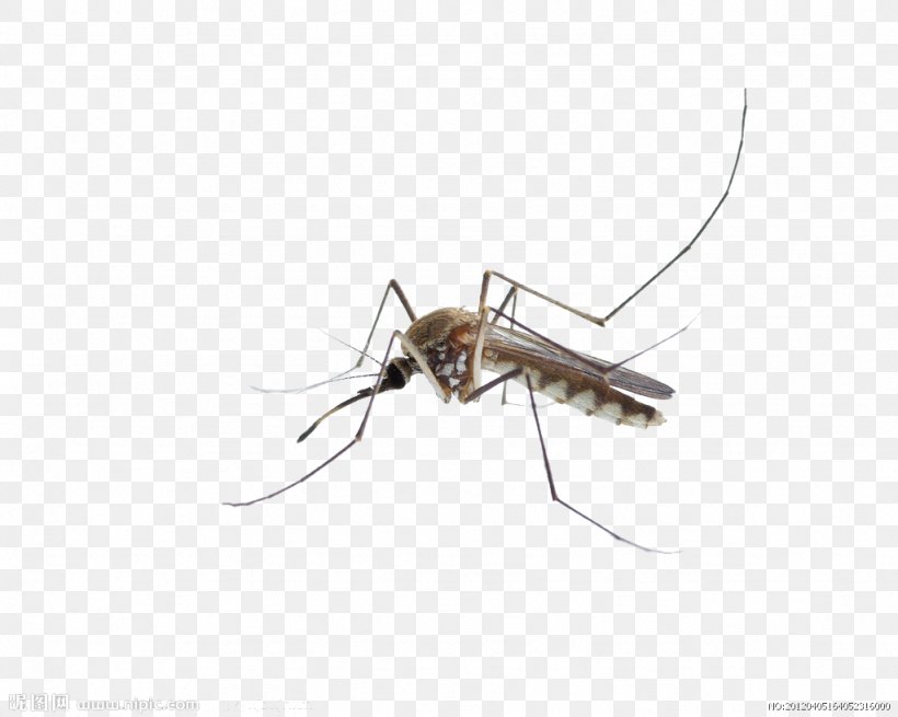 Mosquito Insect Membrane, PNG, 1024x818px, Mosquito, Arthropod, Fly, Insect, Invertebrate Download Free