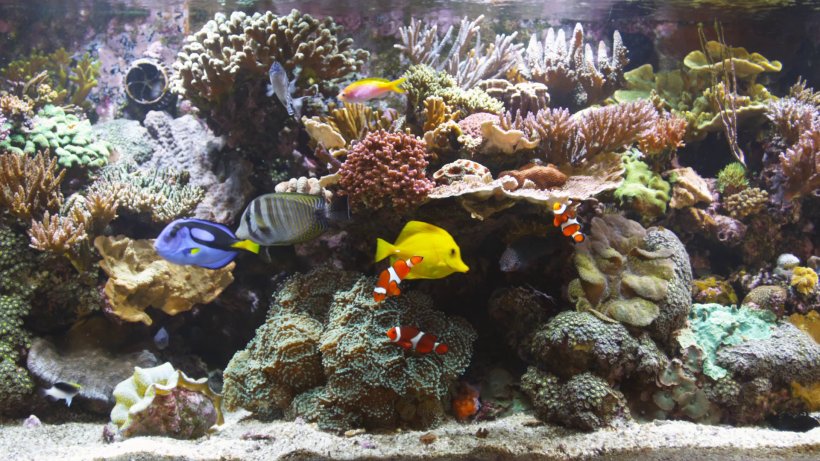 Blu-ray Disc Reef Aquarium Coral Reef, PNG, 1920x1080px, Bluray Disc, Aquarium, Coral, Coral Reef, Coral Reef Fish Download Free
